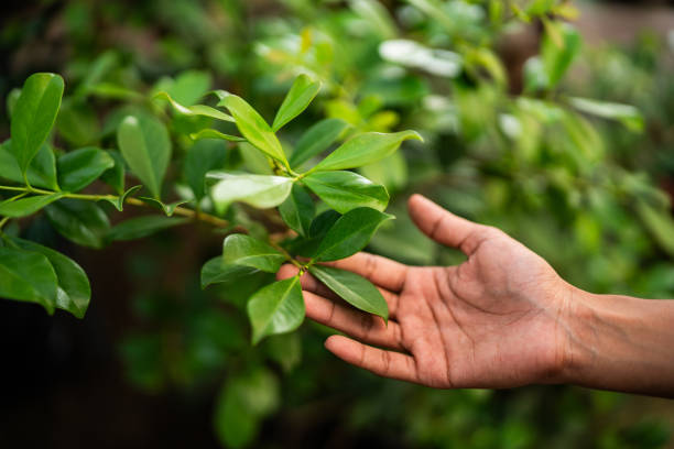 Round Lake Heights, IL Tree Care Services Company